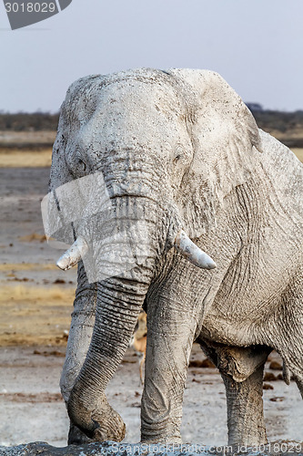 Image of White african elephants on Etosha waterhole