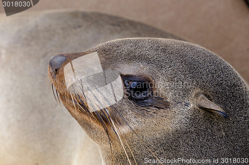 Image of portrait of Brown fur seal - sea lions in Namibia