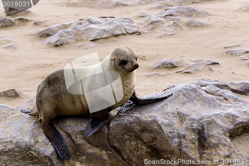 Image of Small sea lion - Brown fur seal in Cape Cross, Namibia