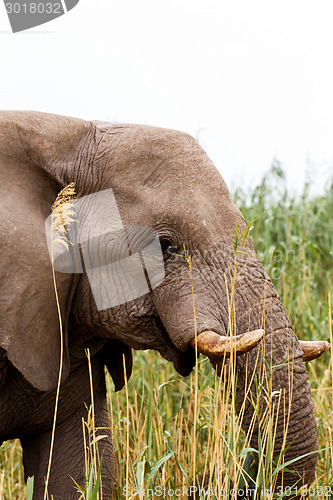Image of African Elephant in Etosha national Park