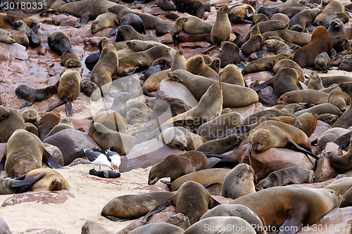 Image of huge colony of Brown fur seal - sea lions in Namibia