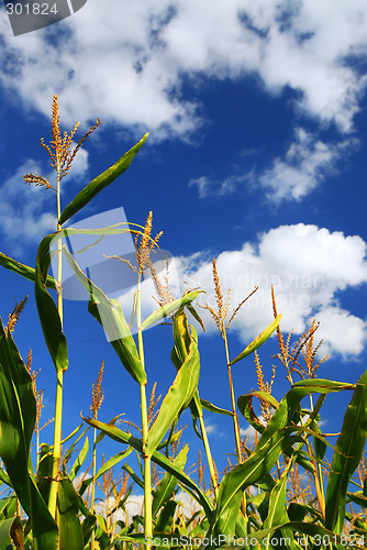 Image of Corn field