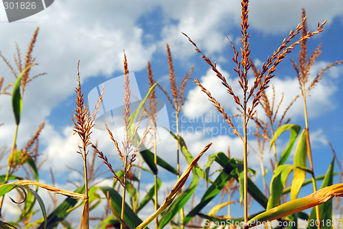 Image of Corn field