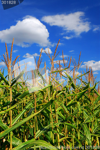 Image of Corn field