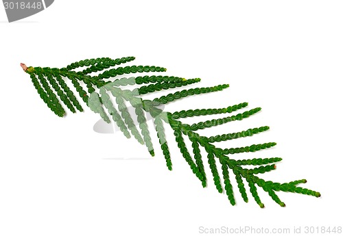 Image of Thuja branch isolated on white background
