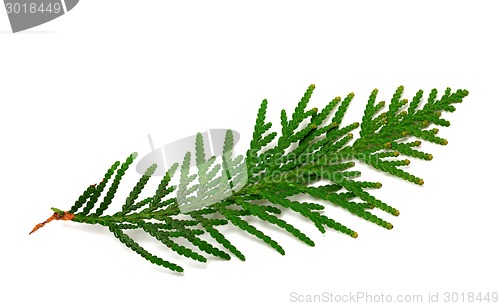 Image of Twig of thuja on white background