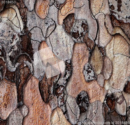 Image of Wooden texture of pine-tree