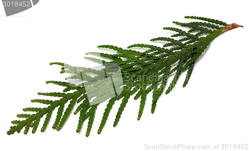 Image of Thuja branch on white background