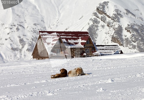 Image of Two dogs rest on ski slope