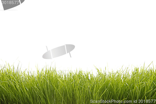 Image of Green grass