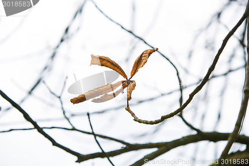 Image of Single brown marple leaf