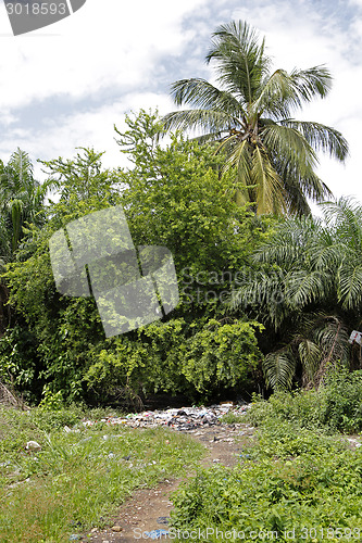 Image of Landfill between trees and palms