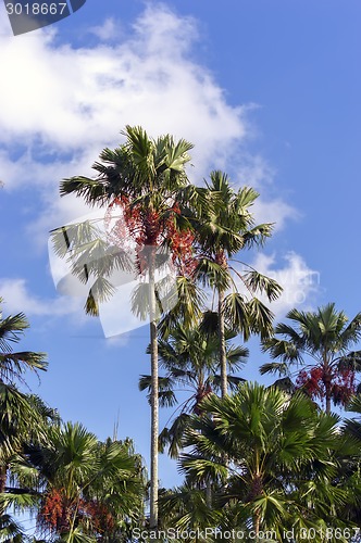Image of Tropical Palms.