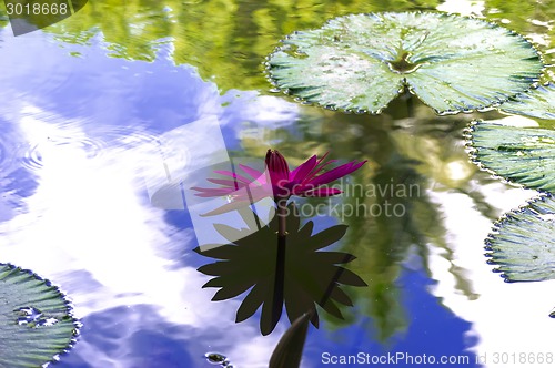 Image of Nymphaea and Sky with Reflections.