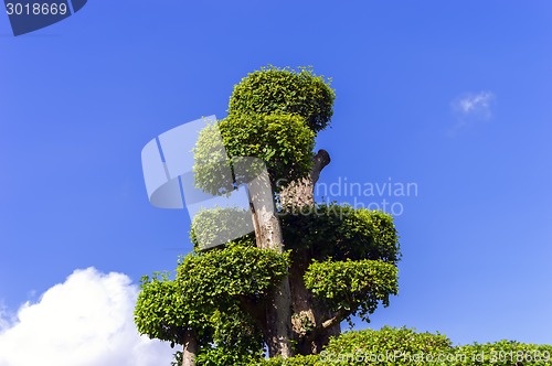 Image of Top of Tree.