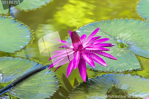 Image of Nymphaea on Leaves.