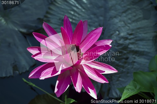 Image of Grasshopper and Nymphaea Lotus.