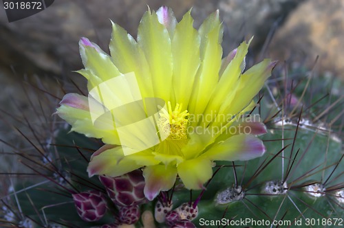 Image of Notocactus Mammulosus Flower.