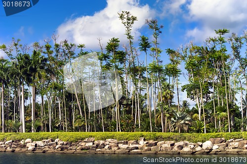 Image of Rocky Shore, Tropical Palm Trees.