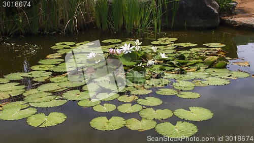 Image of White and Pink Nymphaeas.