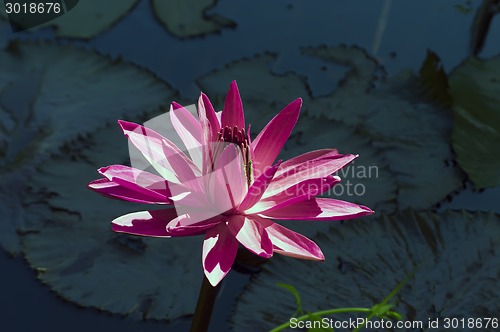 Image of Grasshopper and Nymphaea Flower.
