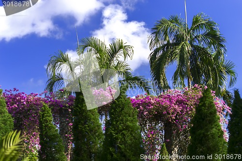 Image of Tropical Palm Trees and Flowers.