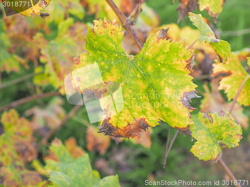 Image of Vitis plant leaf