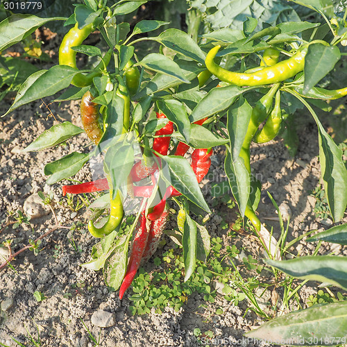 Image of Chili Pepper