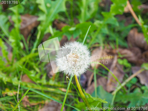 Image of Dandelion flower