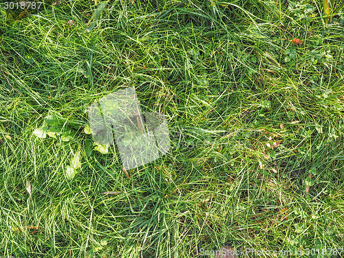 Image of Meadow grass