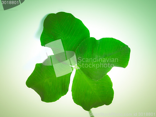 Image of Retro look Four leaf shamrock