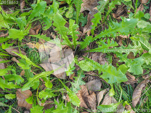 Image of Meadow grass