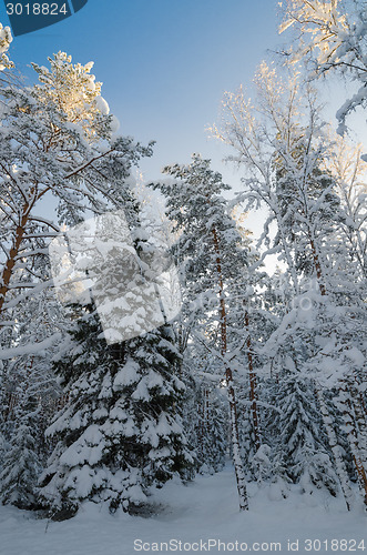 Image of Winter snow covered trees against the blue sky. Viitna, Estonia.