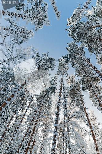 Image of Winter snow covered trees against the blue sky. Viitna, Estonia.