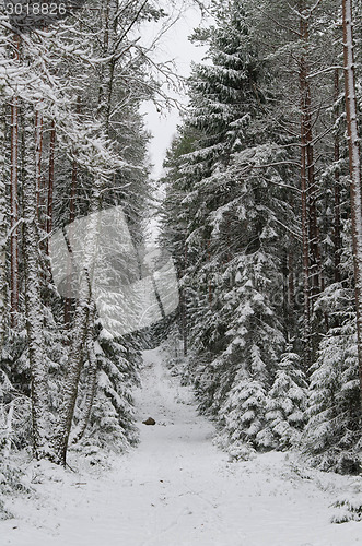 Image of Winter snow covered trees . Viitna, Estonia. 