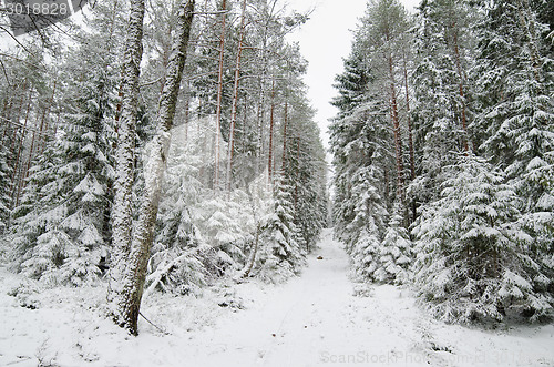 Image of Winter snow covered trees . Viitna, Estonia. 