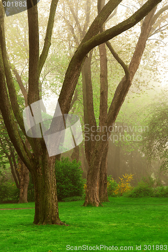 Image of Foggy park