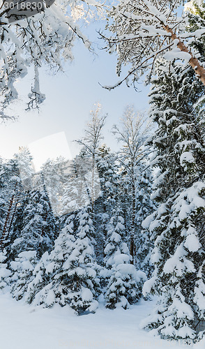 Image of Winter snow covered trees against the blue sky. Viitna, Estonia.