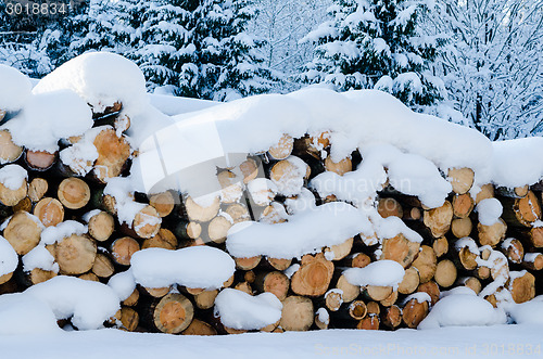 Image of The cut logs in a winter wood under snowdrifts