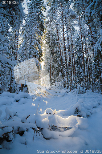 Image of Winter snow covered trees. Viitna, Estonia. 