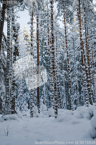 Image of Winter snow covered trees. Viitna, Estonia. 