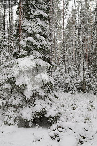 Image of Winter snow covered trees . Viitna, Estonia. 