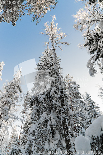 Image of Winter snow covered trees against the blue sky. Viitna, Estonia.