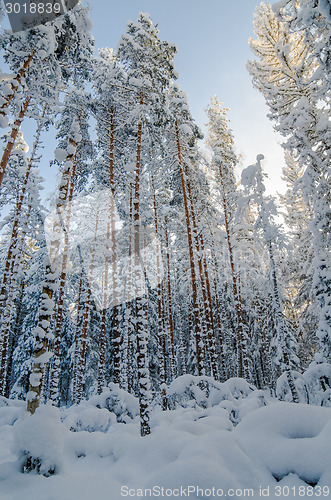 Image of Winter snow covered trees against the blue sky. Viitna, Estonia.