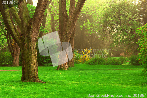 Image of Foggy park