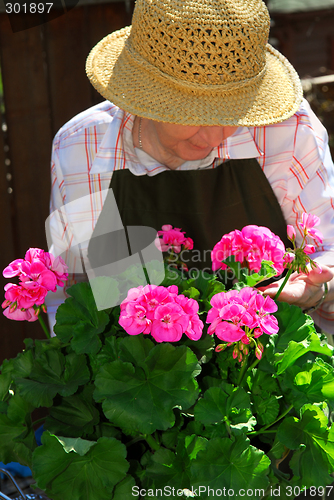 Image of Senior woman gardening