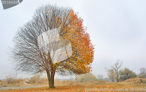 Image of Autumn cherry tree