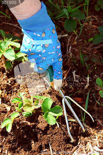 Image of Gardening