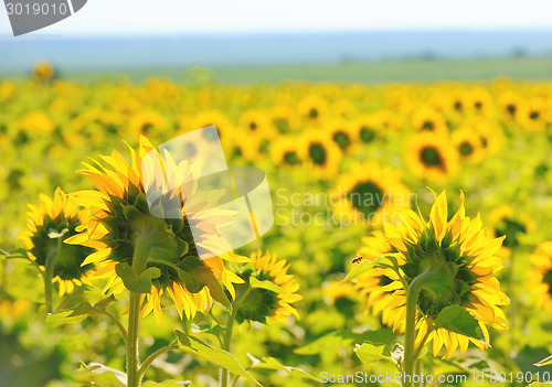 Image of Filed of sunflowers 