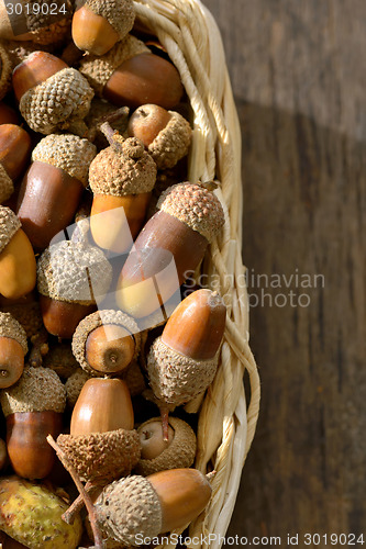 Image of ripe acorns